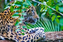 People and Wildlife Now Threatened by Rapid Destruction of Central America’s Forests